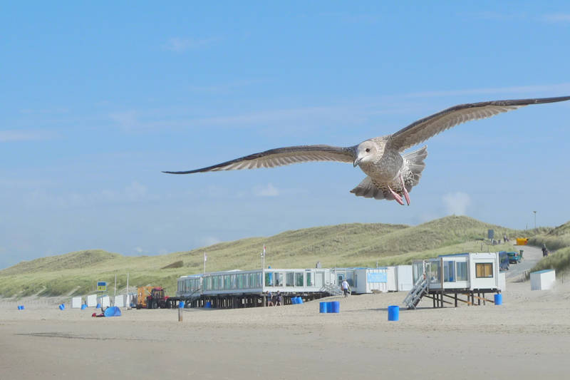 Beach Holiday Callantsoog LekkerNaarZee
